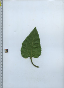 leafbottom