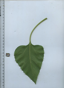 leafbottom