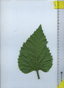 leafbottom