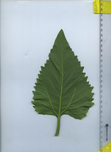 leafbottom