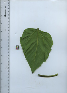 leafbottom