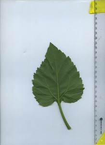 leafbottom
