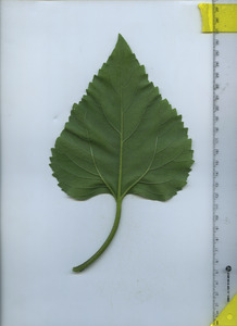 leafbottom