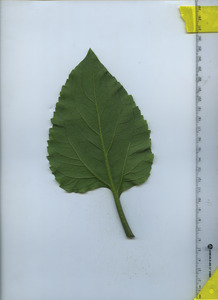leafbottom