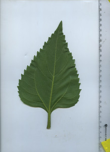 leafbottom