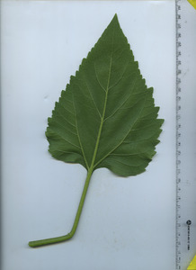 leafbottom