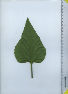 leafbottom