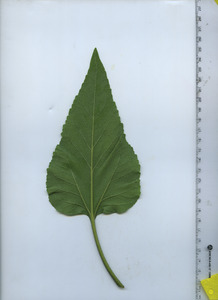 leafbottom