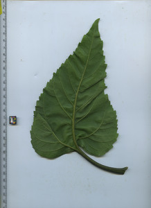 leafbottom