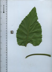leafbottom