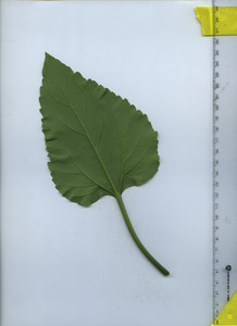 leafbottom