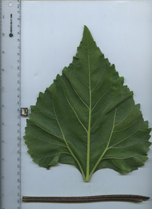 leafbottom