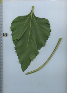 leafbottom