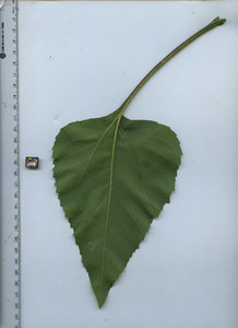 leafbottom