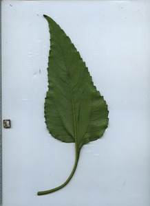 leafbottom