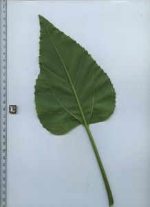 leafbottom
