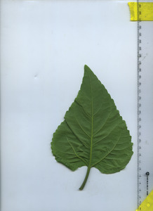 leafbottom