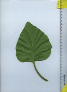 leafbottom