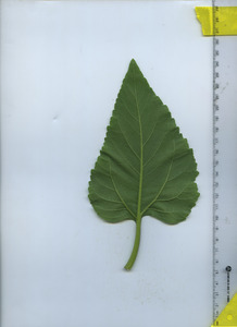 leafbottom