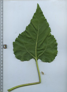 leafbottom