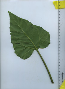 leafbottom