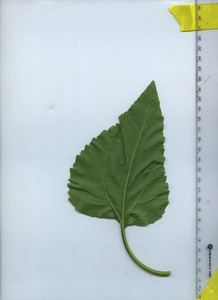 leafbottom