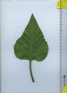 leafbottom