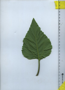 leafbottom