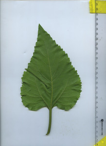 leafbottom