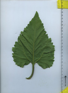 leafbottom