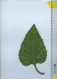 leafbottom