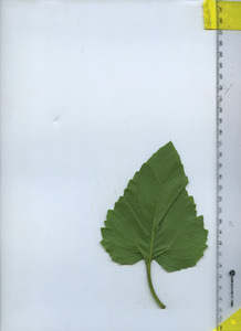 leafbottom
