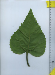 leafbottom