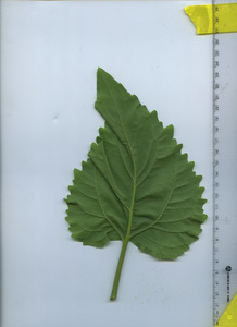 leafbottom
