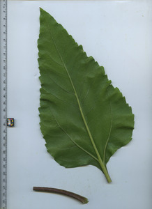 leafbottom