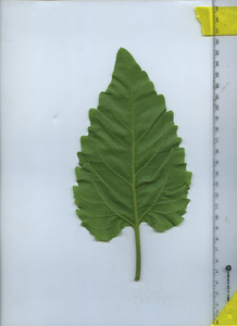 leafbottom