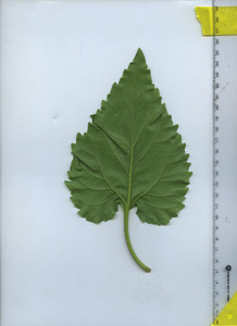 leafbottom