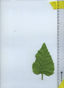 leafbottom