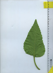 leafbottom