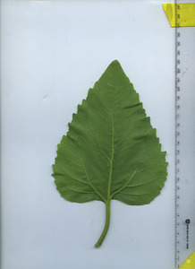 leafbottom
