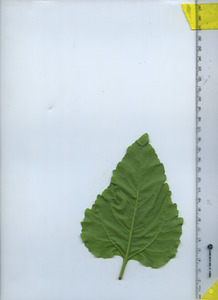 leafbottom
