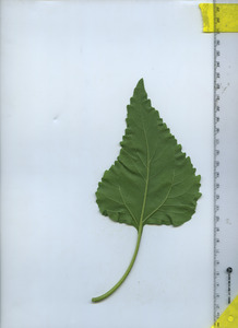 leafbottom