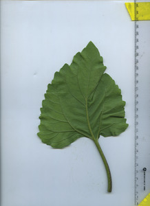 leafbottom