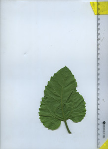leafbottom
