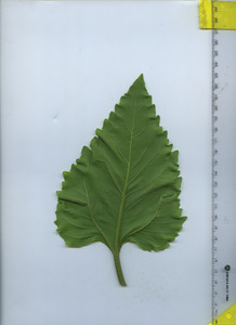 leafbottom