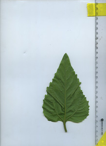 leafbottom