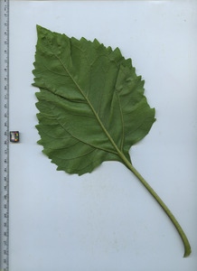 leafbottom