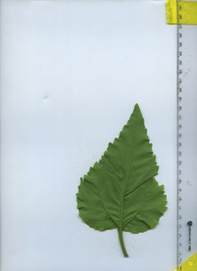 leafbottom