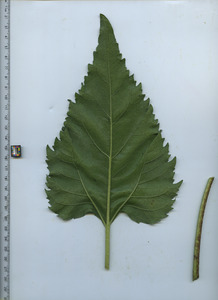 leafbottom