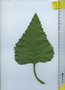 leafbottom